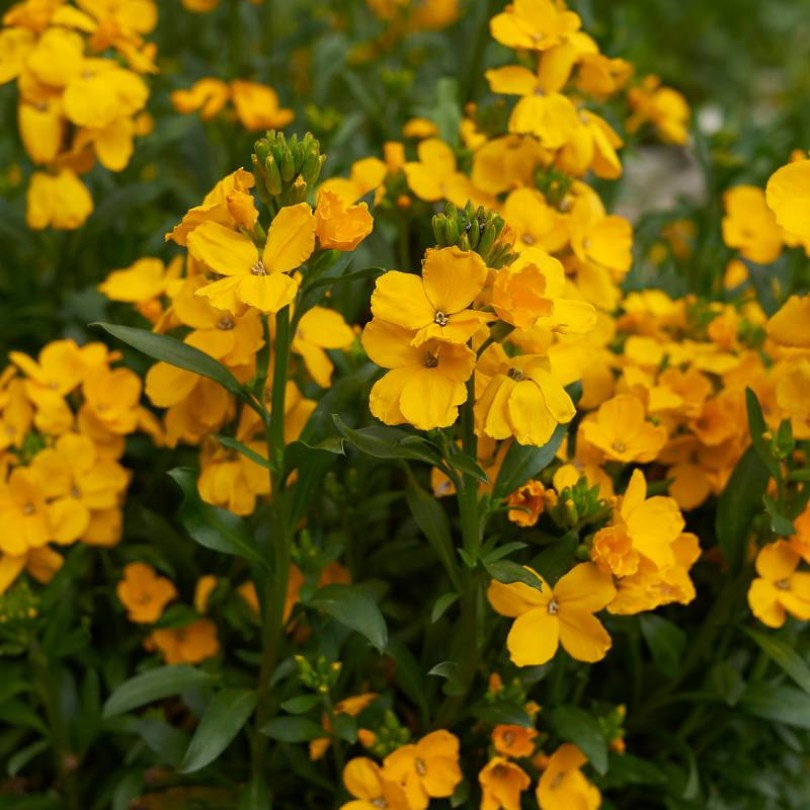 Sárgaviola 'Fair Lady', Cheiranthus cheiri, virág